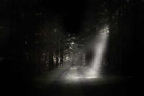 forest-at-night